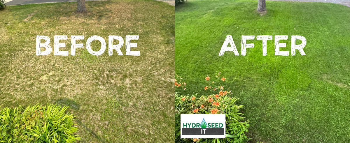 Before and after picture of lawn restoration by Hydroseed It of the Brainerd Lakes Area.
